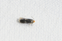Ectoedemia similella