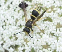 Allodynerus delphinalis