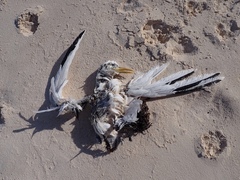 Phaethon lepturus catesbyi