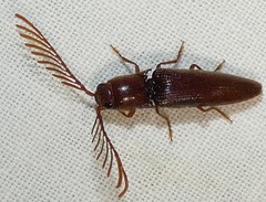 Dicrepidius palmatus