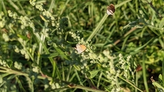 Brephidium pseudofea