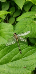 Dromogomphus spinosus