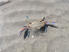 Callinectes arcuatus