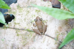 Eleutherodactylus johnstonei