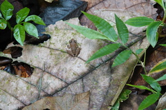 Eleutherodactylus johnstonei