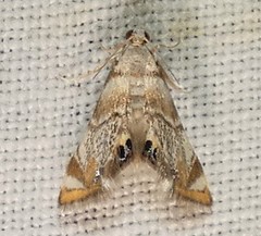 Eoparargyractis irroratalis