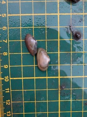 Glauconome chinensis