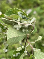 Blaesodiplosis canadensis