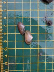 Glauconome chinensis