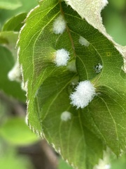 Blaesodiplosis canadensis