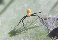 Misumenoides formosipes