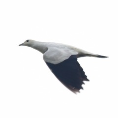 Pied Imperial Pigeon photo 2