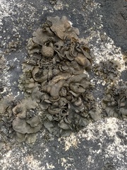 Lathagrium undulatum