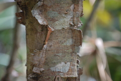 Piptadenia gonoacantha