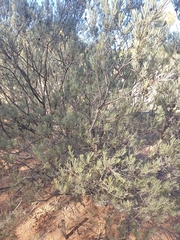 Melaleuca glomerata