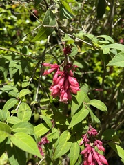 Cestrum elegans