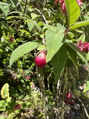 Cestrum elegans