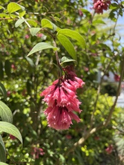 Cestrum elegans