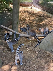 Lemur