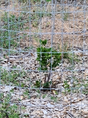 Malus ioensis texana