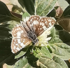 Burnsius orcynoides