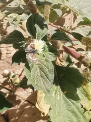 Burnsius orcynoides