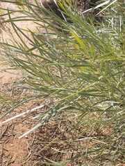 Acacia maconochieana