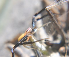 Misumenoides formosipes