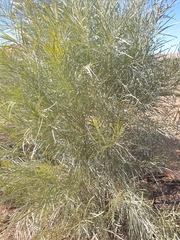 Acacia maconochieana