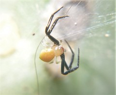 Misumenoides formosipes