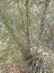 Acacia maconochieana