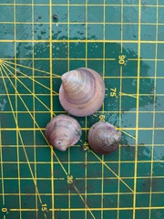 Cyclina sinensis
