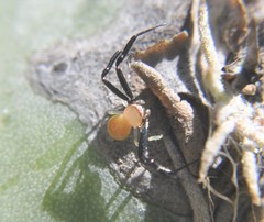 Misumenoides formosipes