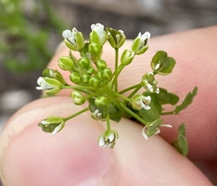 Thlaspi arvense