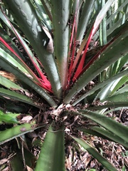 Bromelia karatas