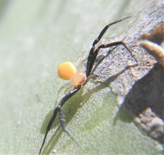 Misumenoides formosipes