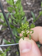 Thlaspi arvense