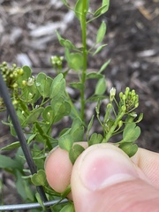 Thlaspi arvense