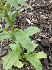Thlaspi arvense