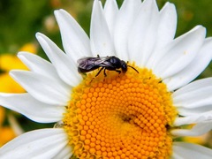 Hylaeus