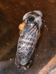 Clidophleps