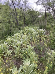 Verbascum