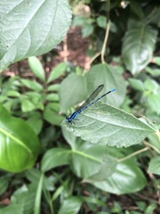 Argia elongata