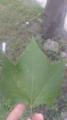 Platanus rzedowskii