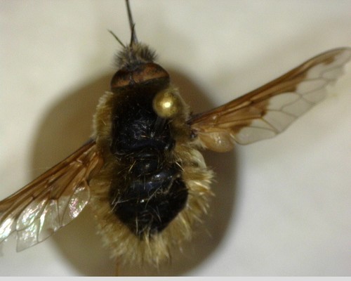 iNaturalist observation photo of Greater Bee Fly