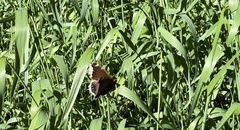 Nymphalis antiopa