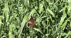 Nymphalis antiopa