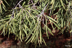 Alectryon oleifolius