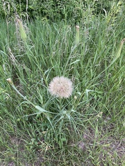 Tragopogon