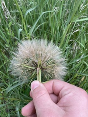 Tragopogon